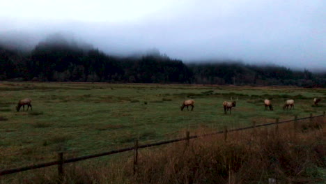 A-group-of-elk-grazing-early-morning-during-low-fog-and-mist-near-Reedsport,-Oregon