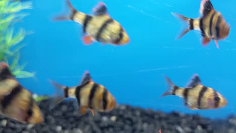 Gelb-Und-Schwarz-Gestreifte-Fische-Huschen-über-Den-Bildschirm