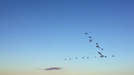 Left-to-right-pan-of-black-cormorants-flying-home-in-V-formation-in-the-sky-at-dusk