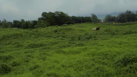 Horses-cantering-through-overgrown-vegetation-of-Hawaiian-island-Maui
