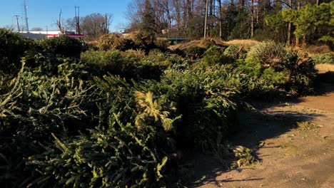 Christmas-Trees-being-Thrown-Away-and-Trashed-after-Holidays