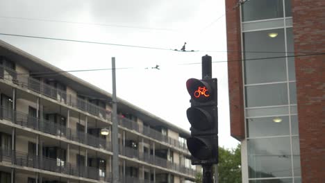 A-shot-of-a-Dutch-traffic-light-in-Amsterdam-for-cyclists,-in-the-Netherlands