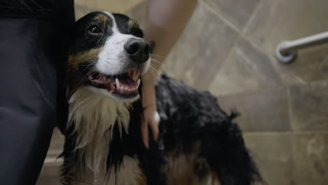 An-happy-smiling-Australian-Shepherd-being-lathered-with-dog-shampoo-during-a-bath