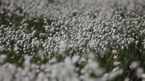 Hare's-tail-cottongrass,-tussock-cottongrass,-Hare's-tail-cottongrass,-Eriophorum-vaginatum-at-blooming-period