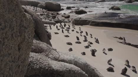 Slow-motion:-Cute-Colony-of-African-Penguins-at-Boulders-Beach,-close-to-Simons-Town