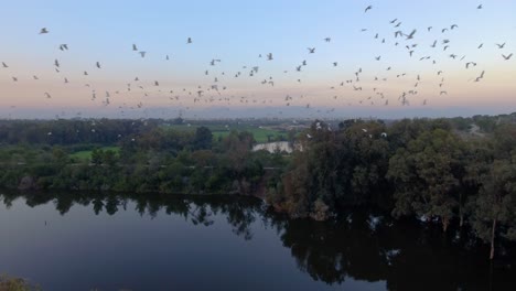 Flock-of-ducks-flying-over-lake-dam-in-Nicosia-Cyprus-late-in-the-afternoon