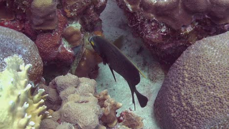 French-Angelfish-on-reef