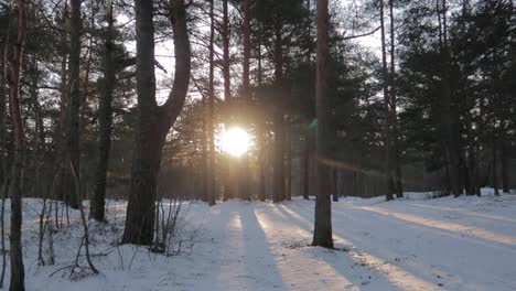 Die-Tiefstehende-Sonne-Scheint-Durch-Die-Bäume-In-Einem-Schneebedeckten-Wald,-Aufnahme-Nach-Links