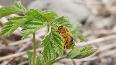 Eine-Biene-Reinigt-Sich-Von-Pollen-Auf-Einer-Grünen-Pflanze