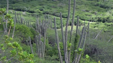 Cactus-En-El-Viento