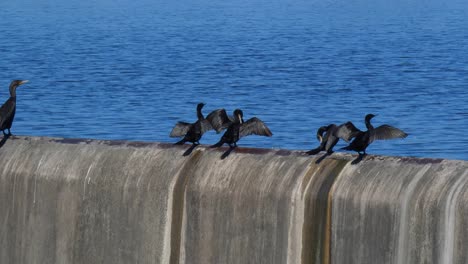 A-group-of-black-cormorants-sitting-on-a-dam-wall-wings-spread-drying-in-the-sunlight