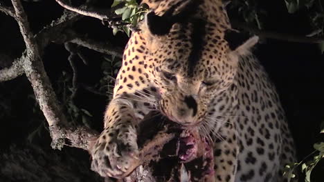 Leopardo-Alimentándose-De-Su-Presa-Por-La-Noche