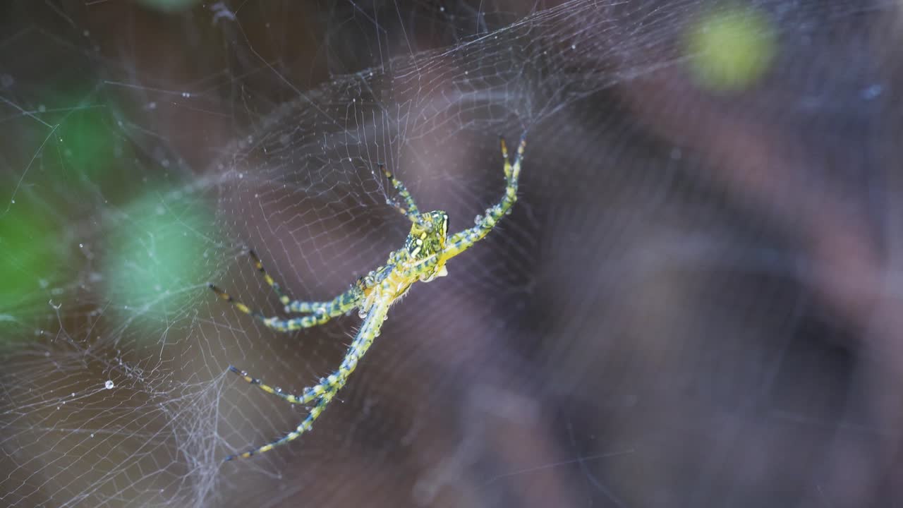 Premium stock video - Spider on the web. australian animals close up