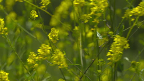 Gelbe-Wildblumen-Wiegen-Sich-Im-Wind-An-Einem-Angenehmen,-Sonnigen-Tag-In-Südkalifornien