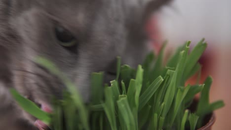 Nahaufnahme-Einer-Katze,-Die-Spezielles-Gras-Frisst