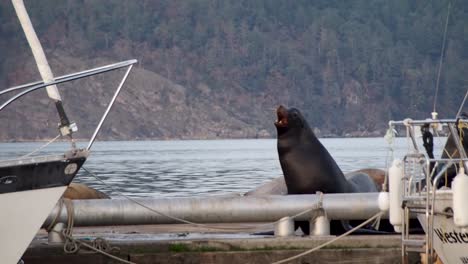 Sea-lion-moving-on-dock-with-mountains-in-background