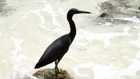 A-beautiful-grey-heron-standing-on-the-rock-with-Slow-Motion-Water-background