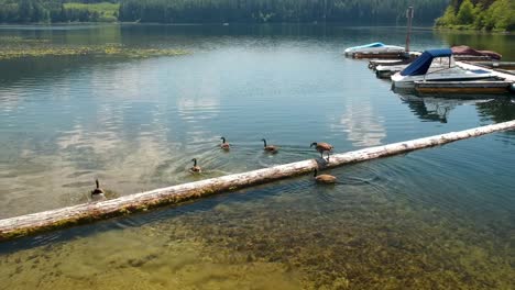 Canadian-Geese-jumping-on-log-in-lake