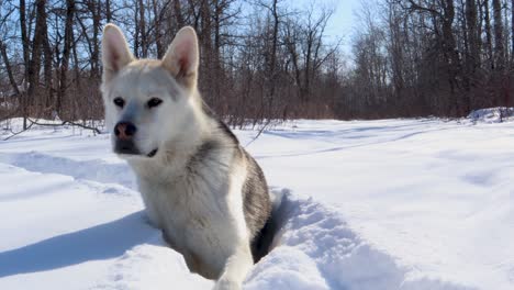 Slow-panning-shot-of-a-husky-wolf-sitting-in-the-snow