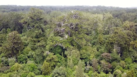 Drohnenansicht-Eines-Riesigen-Kauri-Baums-In-Neuseeland