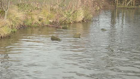 Plätscherndes-Flusswasser-In-Rustikaler-Umgebung