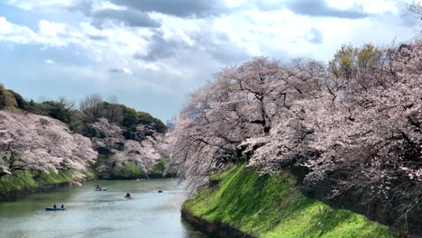 Die-Menschen-Genießen-Kirschblüten-Und-Ruderboote-Am-Graben-Des-Kaiserpalastes-Im-Chidorigafuchi-Park