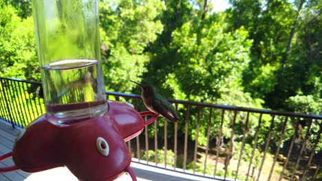 In-a-backyard-in-the-suburbs,-two-humming-birds-with-green-feathers-hover-and-sit-at-a-bird-feeder-in-slow-motion-while-and-getting-drinks-and-eventually-flying-away
