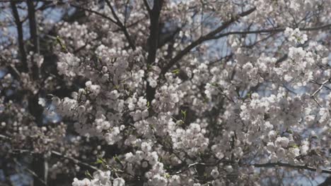 Detail-shot-of-cherry-blossoms-beginning-to-bloom