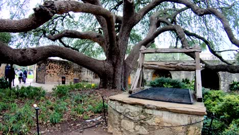 This-large-oak-tree-on-The-Alamo-grounds-is-over-100-years-old-and-its-branches-fill-nearly-the-full-courtyard-by-the-old-barracks