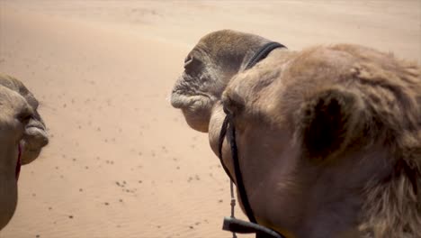 Slomo-De-Camellos-Africanos-En-El-Desierto-De-Namibia