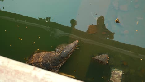 Monitor-lizard-in-Lumpini-Park-Bangkok-in-water-swimming