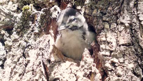 Baby-Spotted-woodpecker-in-Canary-Islands-retracting-and-coming-out-of-nest-in-tree-repeatedly,-Canary-Islands,-Spain,-Europe