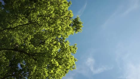Looking-up-at-a-bright-green-tree-canopy-and-clear-blue-sky-with-feint-clouds