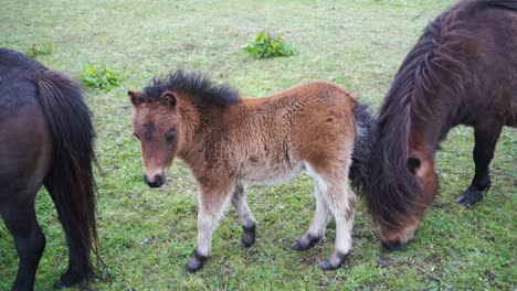 Young-Shetland-foal-learning-to-walk-around-parents