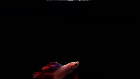 Lebendiger-Und-Farbenfroher-Siamesischer-Kampffisch-Betta-Splendens,-Auch-Bekannt-Als-Thailändischer-Kampffisch-Oder-Betta,-Ein-Beliebter-Aquarienfisch-In-Superlangsamer-Bewegung-Auf-Schwarzem-Hintergrund