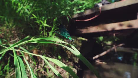Nahaufnahme-Einer-Blauen-Libelle,-Die-Auf-Schilf-Thront,-Mit-Juwelenflügel-Aus-Ebenholz
