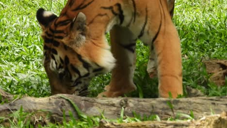Tiger,-Der-Im-Nationalpark-Spaziert