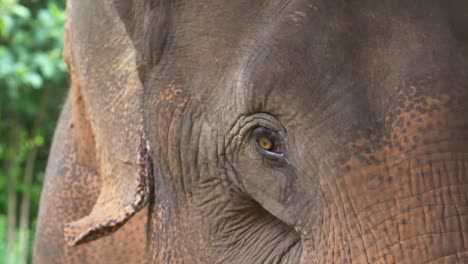 Rescued-asian-elephant-at-a-wildlife-sanctuary