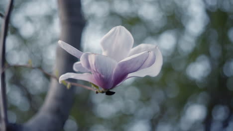 Hermosa-Flor-De-Magnolia-Púrpura-Y-Blanca-En-El-árbol-En-Primavera-Con-Poca-Profundidad-De-Campo-Y-Fondo-Borroso