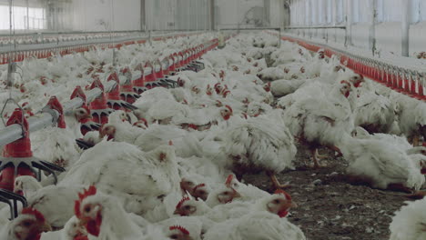 Tilt-down-Modern-Chicken-Farm-in-latin-America,-Poultry-4k