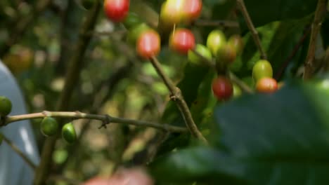 Selecting-coffee-cherries-by-hand