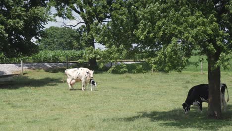 Amish-Cow-Protecting-it's-New-Born-Calf
