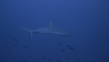 Un-Gran-Tiburón-Gris-De-Arrecife-Está-Nadando-Más-Cerca-De-La-Cámara-Con-Mucha-Calma---Lento