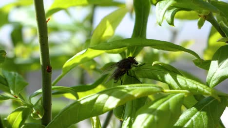 A-fly-walks-over-a-green-plant-and-leaves-in-slow-motion
