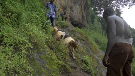 African-men-watch-a-dog-trying-to-climb-down-a-steep-rock-in-a-tropical-jungle