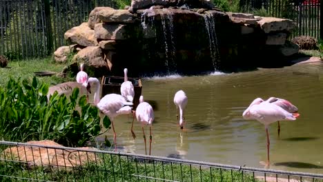 Group-of-Flamingos-at-the-Abilene-Zoo-in-Texas,-USA