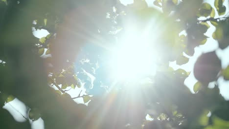 Blick-Nach-Oben-Durch-Grüne-Baumblätter-Mit-Sonnenstrahlen,-Die-Bei-Leichter-Brise-Hineinscheinen