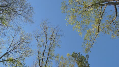 Slow-spin-of-treetops-and-clear-sky-from-below