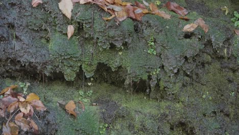 Moss-on-stones-with-dripping-water,-autumn-leaves