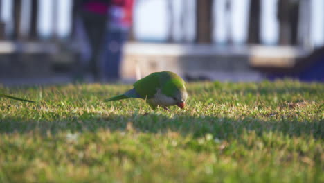 Monk-parakeet-eating-on-grass-in-Spain-where-the-birds-are-considered-as-a-plague